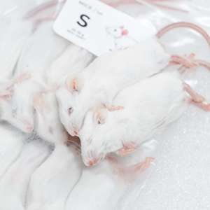 Ratones enteros liofilizados para alimentar, alimento para animales omnívoros, suplemento crudo natural para petalesas. - Product Image 1
