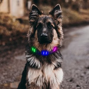 APP per il controllo dello Smart Phone con fibbia e spilla per la luce del collare per animali domestici con collare luminoso per cani che cammina il cane di notte - Product Image 3