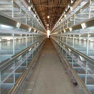 Cages à poulets efficaces pour élevage avicole et cages à poulets pour poulets de chair pour la production de viande. - Product Image 3