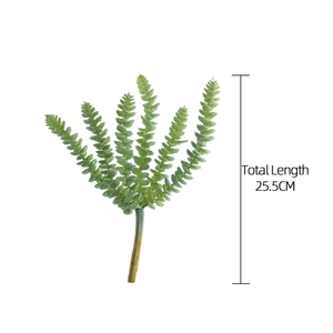 ไม้ประดับจิ๋ว ต้นไม้จำลอง สายไข่มุก (<span class=keywords><strong>Crassula</strong></span> Marnierana) - Product Image 4