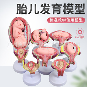 Modelo del proceso de embarazo y desarrollo; modelo embrionario de planificación familiar; modelo de demostración de planificación familiar; modelo fetal; - Product Image 2