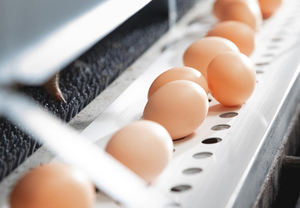 50cm di larghezza perforato pollame uovo nastro trasportatore per la gabbia delle galline delle uova - Product Image 2