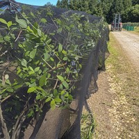 Filet anti-oiseaux en HDPE tricoté, stabilisé aux UV, pour jardin, verger, légumes et protection des cultures