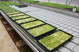 Plateau de semis Microgreen bon marché, matériel de 110g, Design plat avec éponge, graines Microgreen, super ferme - Product Image 5