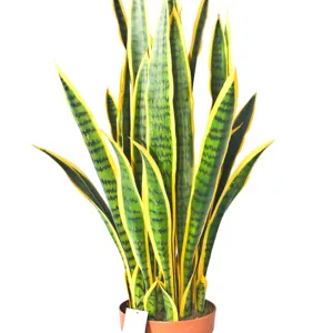 Sanfilia — plante serpent superbe, vente en gros,