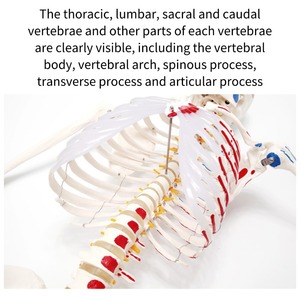 180cm y tế khoa học Mô hình bộ xương cơ bắp và dây chằng xác định với xương cho giáo dục và Đào tạo - Product Image 6