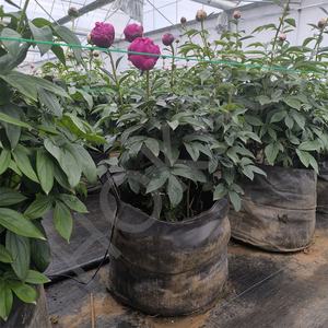 HOKBG-Bolsas DE CULTIVO DE PP para peonía, maceta transpirable de 30 litros, 7/10/15 galones, Anti-UV, para flores y <span class=keywords><strong>verduras</strong></span> - Product Image 4