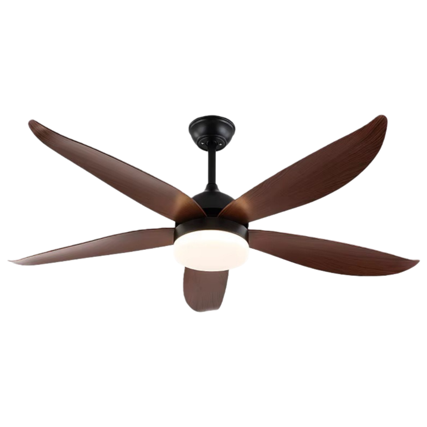 วอลนัทดำ