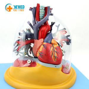 Modèle du système respiratoire humain (<span class=keywords><strong>coeur</strong></span>, poumons, trachée, arbre bronchique) pour l'enseignement médical - Yulin CE/ISO - Product Image 1