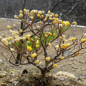 Edgeworthia Chrysantha <span class=keywords><strong>Lindl</strong></span>. Plantas Decorativas Naturales para Jardín, Flores, Precios de Mayoreo, Adornos, Plantas en Maceta de Vivero - Product Image 2