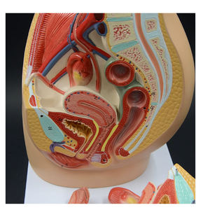 Modelo de anatomía esquelética humana Modelo de <span class=keywords><strong>sistema</strong></span> genitourinario Masculino - Product Image 6