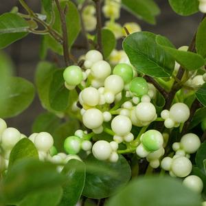 Décoration <span class=keywords><strong>de</strong></span> mariage <span class=keywords><strong>de</strong></span> jardin faite à la main, bouquet <span class=keywords><strong>de</strong></span> fleurs artificielles en branche <span class=keywords><strong>de</strong></span> bleuets, vase en verre, taille personnalisée pour hôtel, maison - Product Image 4