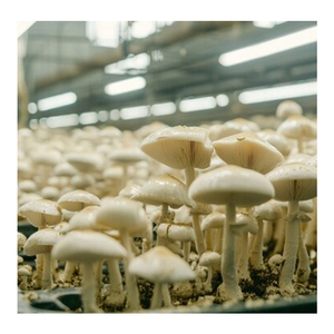 Invernadero de Estructura de Acero de Alta Calidad SINO con Sistema de Ventilación Automático, Película de PE de Doble Capa, Tamaño Personalizable - Product Image 3