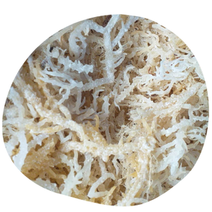 วัชพืชเลี้ยงปลาทะเล Eucheuma cottonii แบบแห้งตามธรรมชาติของ100% - Product Image 1