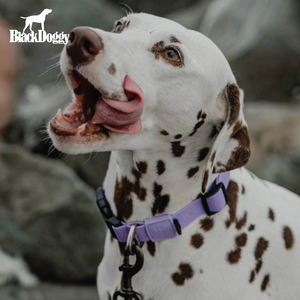 Collier en polyester pour laisse de marche pour chien avec rubans à rayures classiques imperméables personnalisés à dégagement rapide - Product Image 1