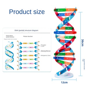 Modelo de Estructura de Doble Hélice del ADN, Componente de Plástico EVA, Heredidad Biológica, Variación Genética, Instrumento de Enseñanza Experimental - Product Image 3