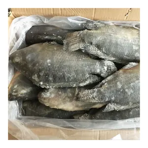 Professional Factory Supply Best Fresh Frozen Fish Whole Tilapia with Wholesale Price