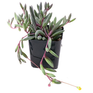 Wholesale Mountain Crest <b>GARDENS</b> Trailing Succulents Live <b>String</b> Plants Cascading Varieties Hanging Planters 2 Inch Pots Diverse - Product Image 5