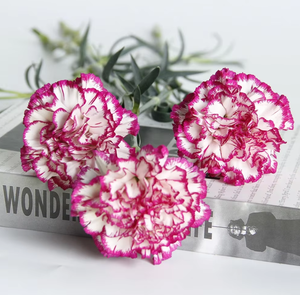 Girofle bicolore violet avec bordure blanche (Purple Beauty) |   Dianthus Caryophyllus en gros provenant du Yunnan, Chine - Product Image 5