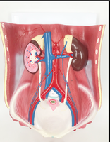 Modèle d'anatomie du système urinaire à double sexe (6 parties) Matériau PVC réaliste et durable pour une utilisation à l'hôpital/à l'école