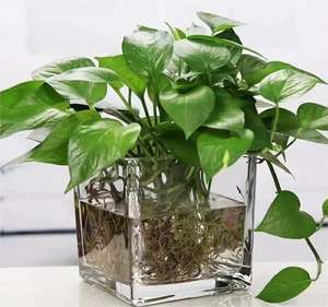 <span class=keywords><strong>Mesa</strong></span> <span class=keywords><strong>de</strong></span> pecera Betta, centros <span class=keywords><strong>de</strong></span> <span class=keywords><strong>mesa</strong></span>, decoración, caja <span class=keywords><strong>de</strong></span> cría <span class=keywords><strong>de</strong></span> peces, accesorios, tanque transparente para oficina, dormitorio, hogar, jardín, escritorio - Product Image 3