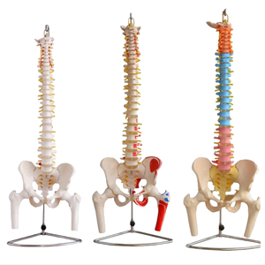 Columna vertebral didáctica de enseñanza médica ADA con cabezas de pelvis y fémur Columna vertebral con cabezas de pelvis y fémur - Product Image 1