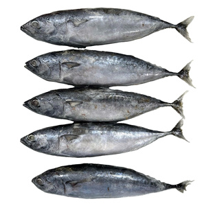 Atún bala entero congelado a un precio competitivo Mariscos frescos IQF 100-300g 24 meses de vida útil Exportación Embalaje a granel Vietnam - Product Image 5