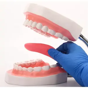 Ensino médico de fábrica, modelo de dentes mais grande 6x, hospital ou ensino, modelo odontológico com dentes