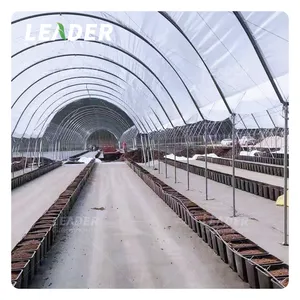 Estufa de cultivo de mirtilo fácil para instalação direta do fabricante econômica multi-span para plantas de mirtilo Fallcreek