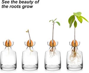 <span class=keywords><strong>Vase</strong></span> à fleurs d'<span class=keywords><strong>avocat</strong></span> en verre moderne et kit de culture avec plante de gland pour décoration intérieure de bureau à la maison - Product Image 3