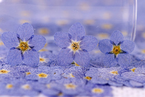 Marque-pages artisanaux en <span class=keywords><strong>fleurs</strong></span> de Trigonotis (Oubli-moi-pas-je-le-souviens) naturelles, écologiques et véritables, pressées à la main - Product Image 5