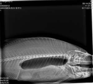 Macchina Radiografica Digitale Veterinaria ad Alta Frequenza 32KW per Uso Ospedaliero e Domestico con Pannello Piatto - Product Image 3