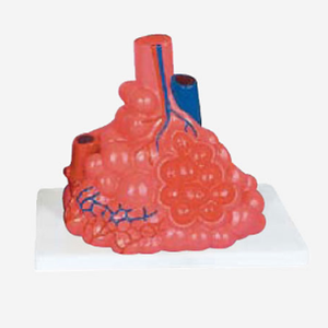 GelsonLab HSBM-240 humanos tráquea bronquio y los pulmones modelo de enseñanza - Product Image 2