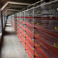 Cage à cailles industrielle à étages avec convoyeur de déjections