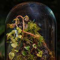 Cloche personnalisée Terrarium dôme de forêt en verre transparent Terrarium Pot de plante