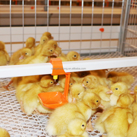 Nouvel équipement d'élevage avicole automatique en gros, ligne d'abreuvement pour poulets de chair et reproducteurs, abreuvoir à tétine en acier inoxydable 304 pour poulets
