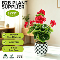Fabrication sous contrat : Mini-plante rouge de 46 cm, réaliste et authentique, en pot à carreaux, Plante Grossiste pour l'ambiance d'appartement