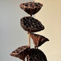 Grands tiges de lotus séchées naturelles écologiques, herbe de la pampa marron pour Halloween, mariage, Saint-Valentin, fête des Mères, Pâques