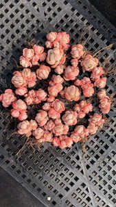 Piante Succulente in Vaso Sempervivum Pianta Ornamentale da Giardino - Product Image 5