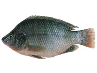 Alta calidad Omega EPA DHA polvo pescado EPA DHA polvo omega 3 ácidos grasos de pescado EPA DHA 18 12