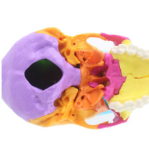 Modèle de crâne anatomique <span class=keywords><strong>humain</strong></span> grandeur nature en 22 pièces, couleur CE/ISO, tête amovible, modèle d'os de crâne pour étudiants en médecine - Product Image 3