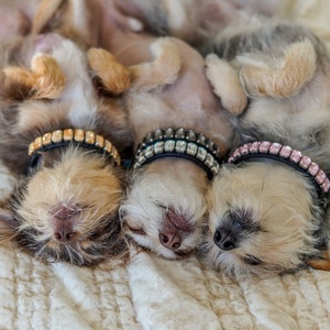 Diamanten luxe halsband met bling-bling juwelen en strass steentjes voor uw kat of Franse bulldog - Product Image 5