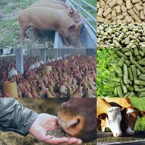 Machines <span class=keywords><strong>de</strong></span> fabrication <span class=keywords><strong>de</strong></span> granulés d'aliments flottants pour animaux, volailles et poissons, machine à palettes - Product Image 3