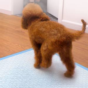 犬用7レイヤー超吸収性子犬トレーニングパッド - Product Image 5