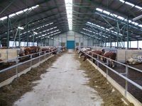 Plan de Negocio para Granja Avícola, Gallinero, Criadero de Pollos de Engorde en Idioma Marathi