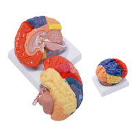 Modello anatomico del cervello umano staccabile, modello delle regioni del cervello codificate a colori e dei vasi sanguigni cerebrali per l'insegnamento della neurologia medica