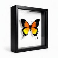 Cadre photo en bois sur mesure de 3 cm de profondeur, boîte à ombre carrée de 14,5 x 14,5 cm, boîte de présentation d'art 3D pour papillons et insectes