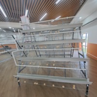 Cage à poulets en batterie pour l'élevage de volailles pondeuses, conception optimisée pour une qualité supérieure, galvanisée à chaud, antirouille, gain de place, Ghana