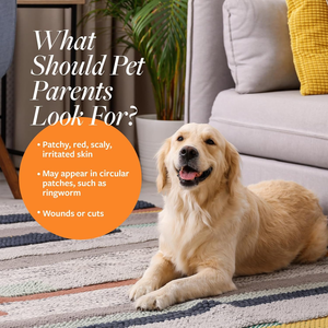 Shampoo <span class=keywords><strong>antifongique</strong></span> pour chiens et chats de marque privée pour soins cliniques |   Formule antiseptique pour les peaux qui démangent, qui squame et qui sont irritées OEM/ODM - Product Image 2