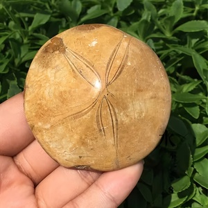 Tự nhiên Cổ Đại biển echinoderms hóa thạch (nhím biển sao biển) mẫu vật đá thô trang trí địa chất, 6-8 cái/kg - Product Image 3